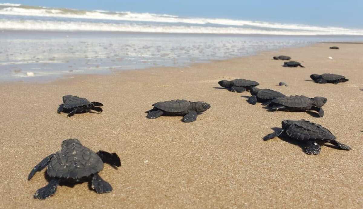 Tamaulipas refuerza resguardo de nidos de tortuga lora