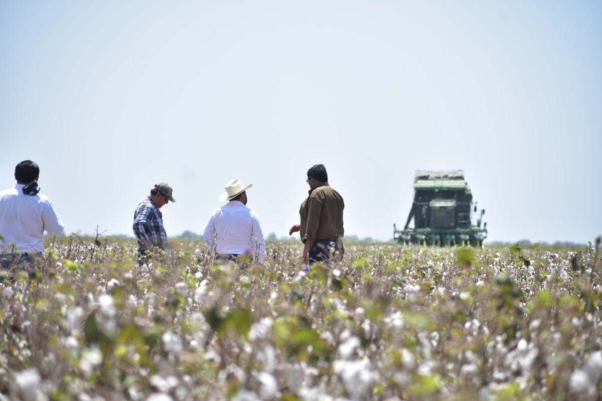 Mesa binacional refuerza protección del algodón en Tamaulipas