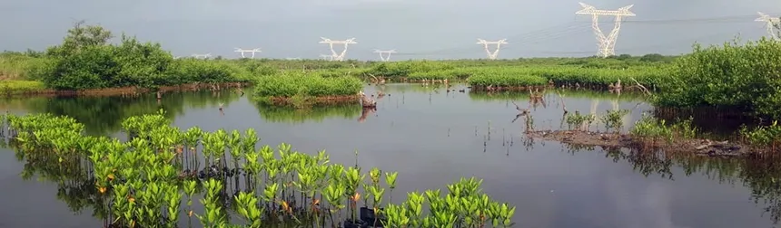 Comunidades costeras encuentran valor económico en conservar sus ecosistemas