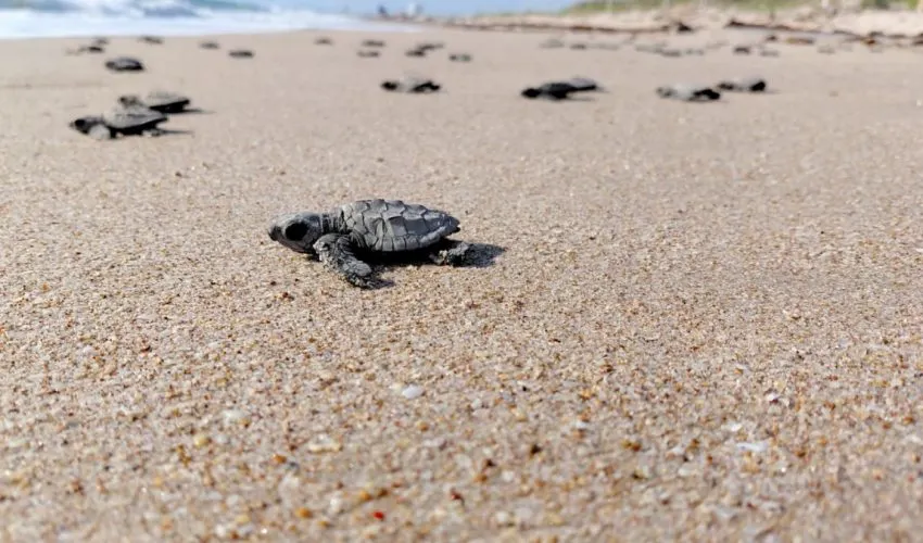 Primeras liberaciones de tortuga lora abren temporada de esperanza ambiental