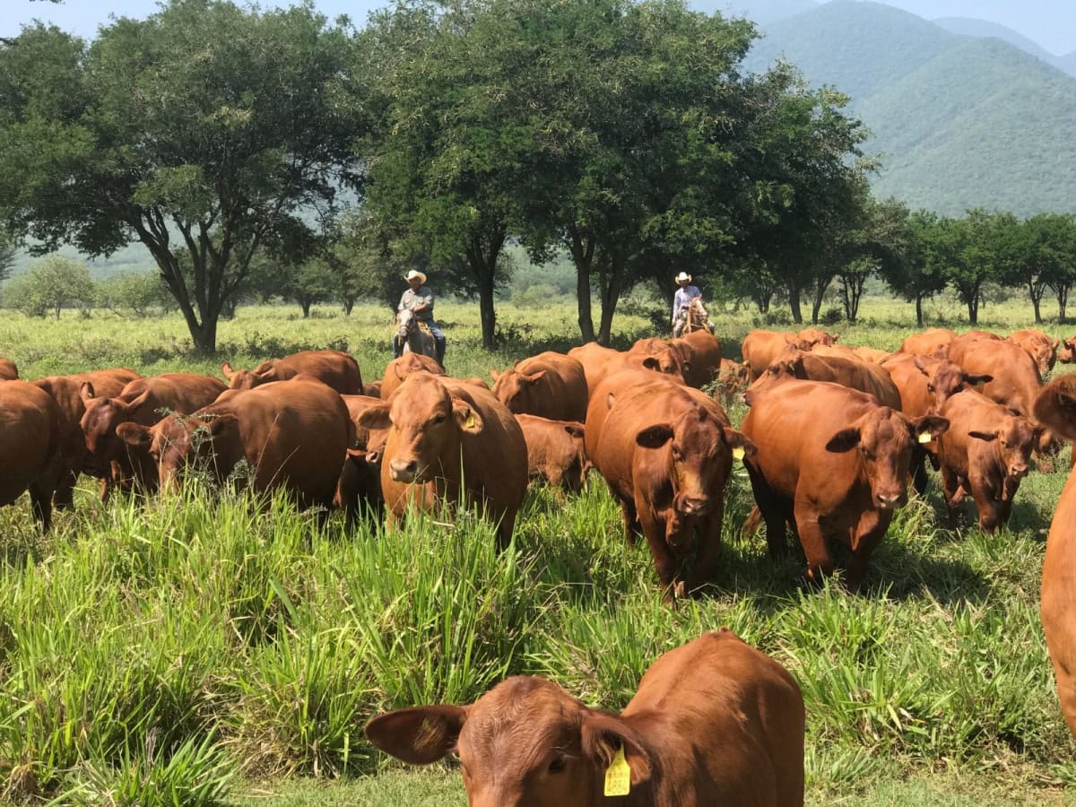 Programa de mejoramiento genético respalda al sector ganadero tamaulipeco