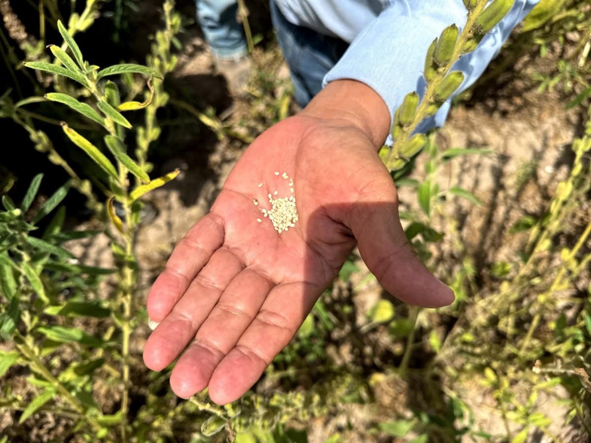 Semilla certificada apoya a productores y fortalece el campo tamaulipeco