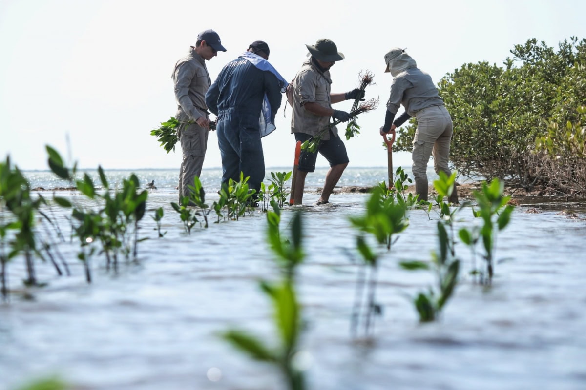 Tamaulipas avanza en restauración ambiental con árboles y manglares para sus regiones
