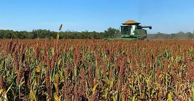 El campo tamaulipeco suma estrategias para fortalecer granos, ganadería y soberanía alimentaria